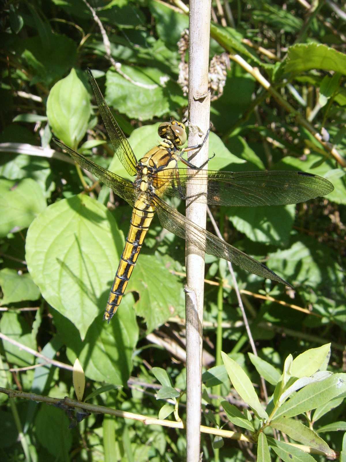 Libellulona da identificare: Orthetrum cancellatum